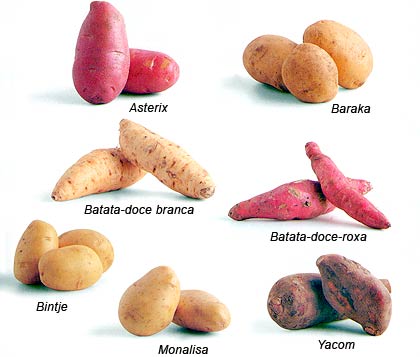 Tipos de Batata Tipos de Batata